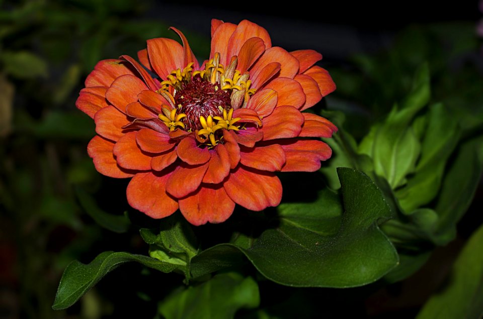 Flower, Flora, Plant, Petal