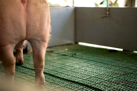 Domestic Pig, Mammal, Pig Like Mammal, Pig