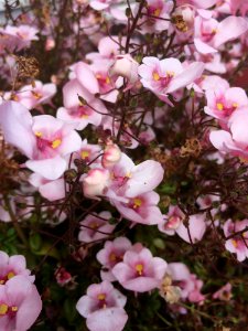 Pink, Flower, Plant, Flowering Plant