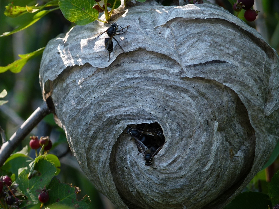Nest building insects