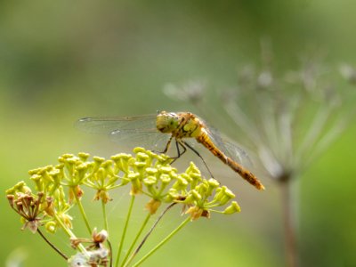 Dragonfly, Insect, Dragonflies And Damseflies, Fauna photo