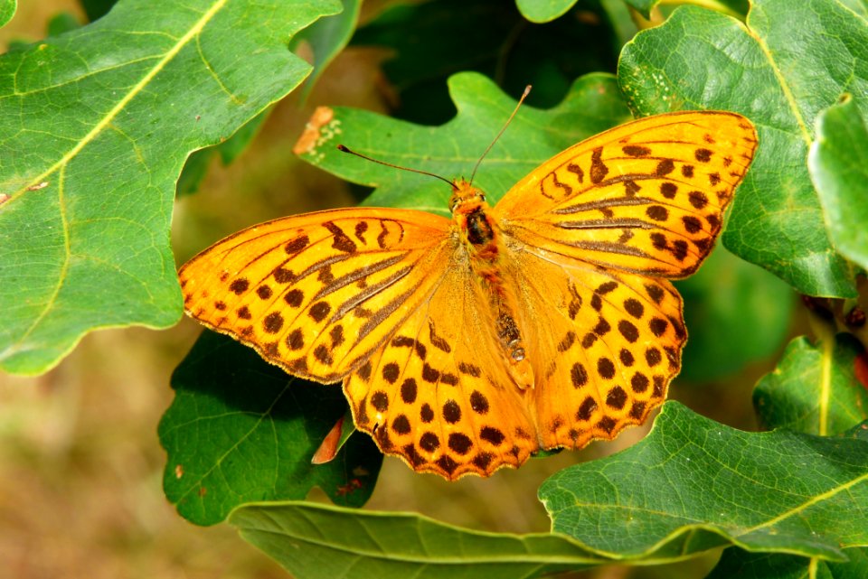 Butterfly, Insect, Moths And Butterflies, Brush Footed Butterfly
