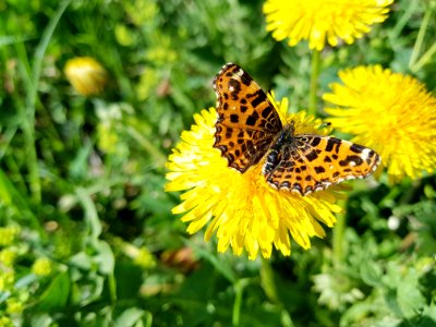 Butterfly, Flower, Moths And Butterflies, Brush Footed Butterfly photo