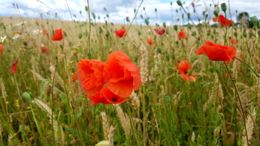 Flower, Ecosystem, Field, Coquelicot photo