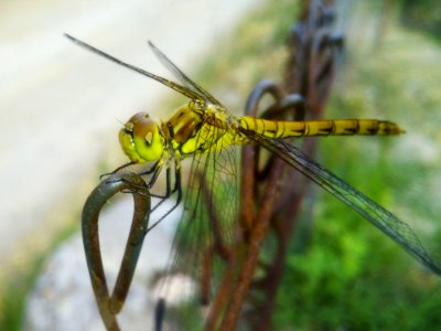 Insect, Dragonfly, Dragonflies And Damseflies, Invertebrate