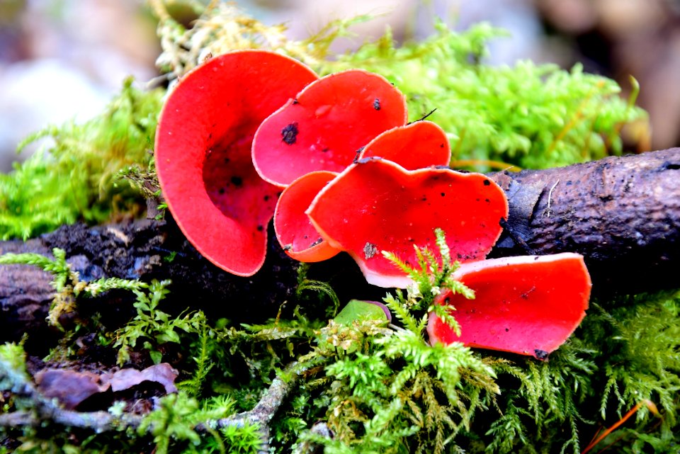 Fungus, Mushroom, Agaricomycetes, Agaric