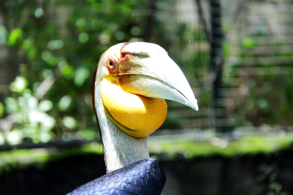 Beak, Bird, Flora, Plant
