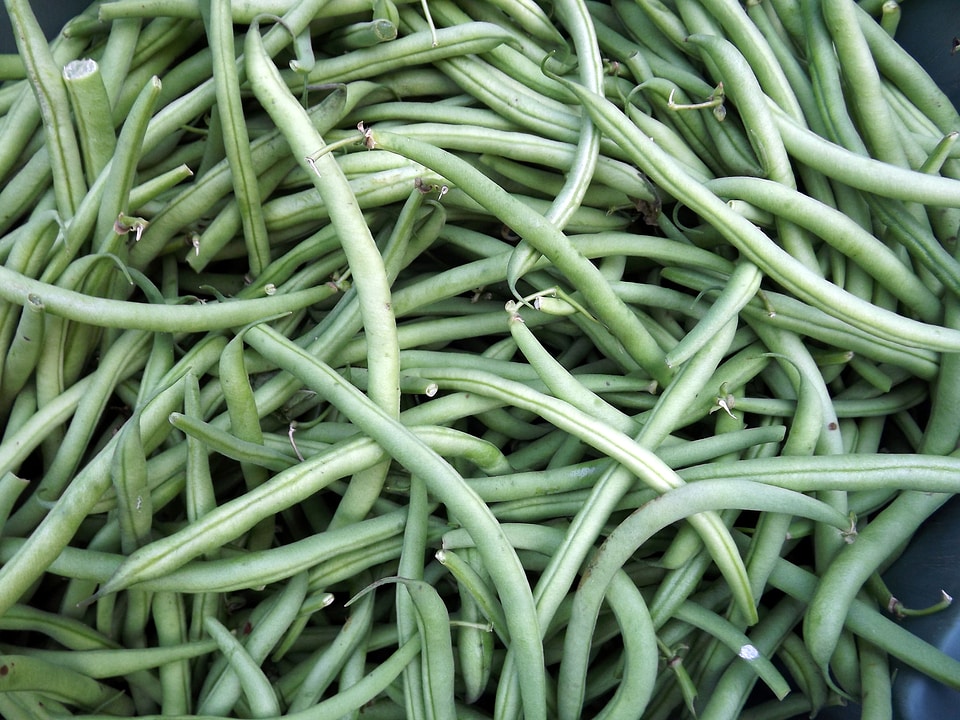Vegetable vegetarian agriculture
