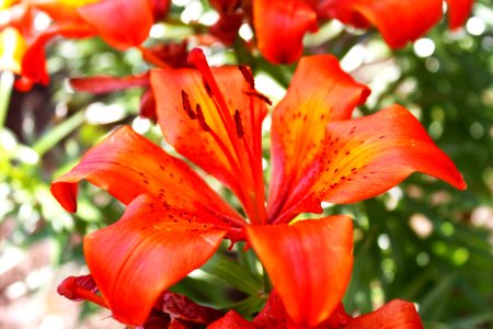 Flower, Lily, Plant, Orange Lily