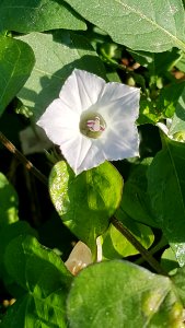 Plant, Flower, Flora, Leaf