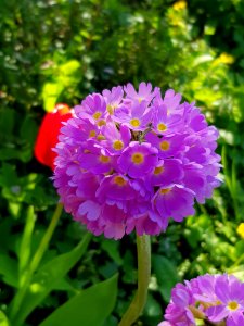 Flower, Plant, Purple, Flora