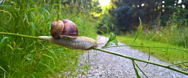 Snails And Slugs, Snail, Ecosystem, Invertebrate