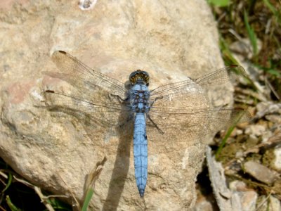 Dragonfly, Dragonflies And Damseflies, Insect, Invertebrate photo