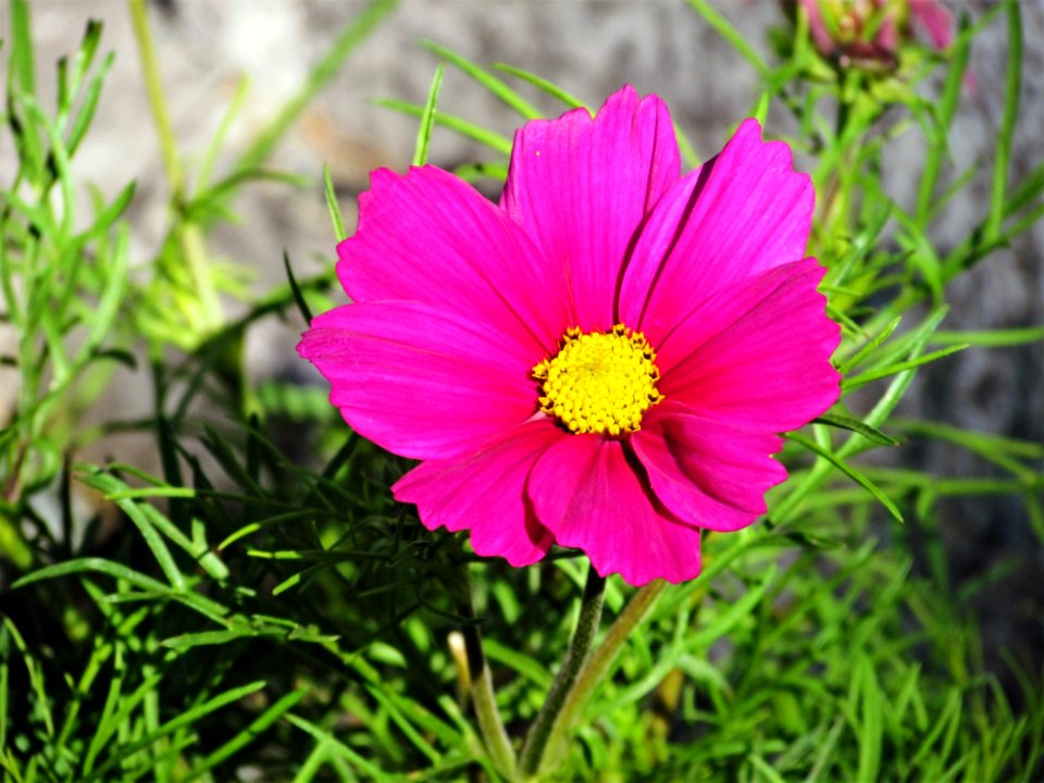 Flower, Garden Cosmos, Flora, Plant