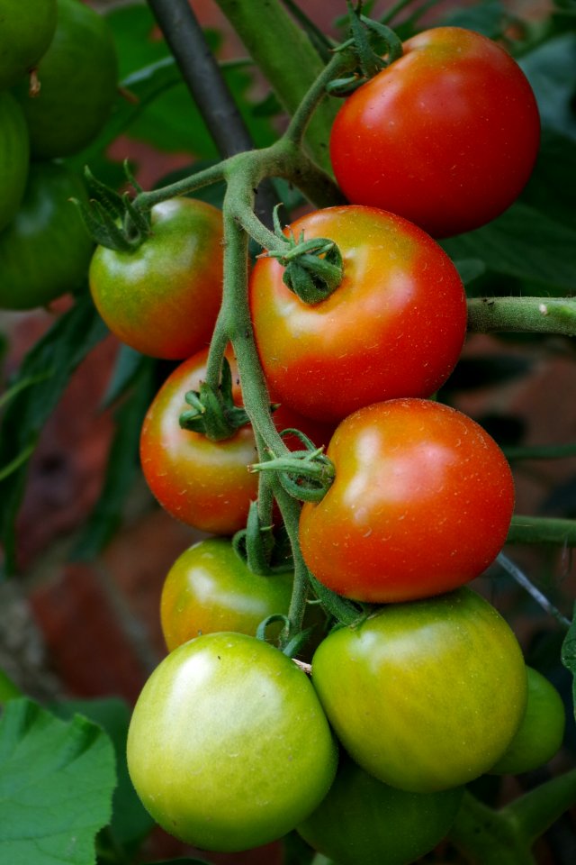 Natural Foods, Vegetable, Local Food, Tomato
