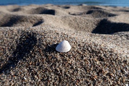 Sand, Rock, Seashell, Material photo