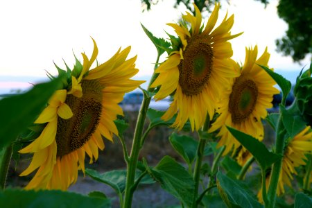 Flower, Sunflower, Yellow, Plant photo
