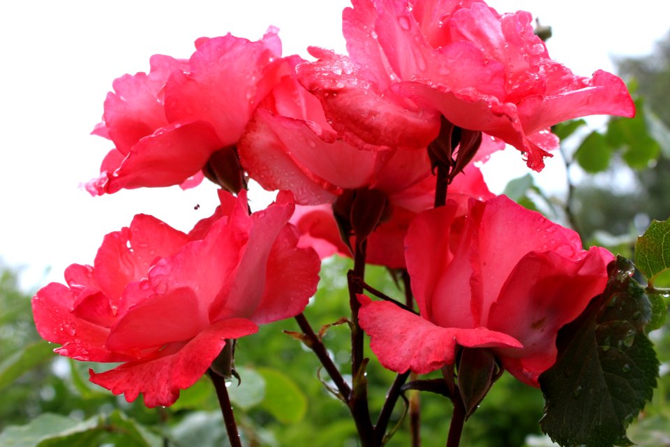 Flower, Rose, Rose Family, Pink
