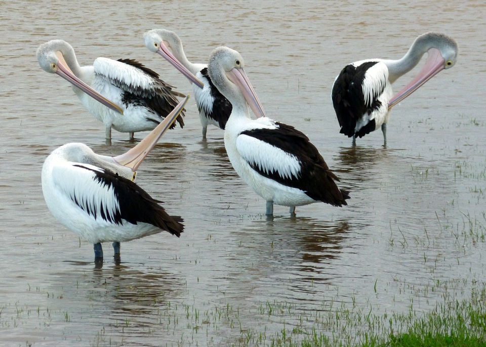 Pelecanus conspicillatus australia birds