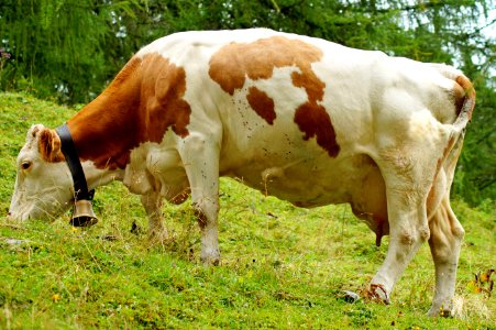 Cattle Like Mammal, Dairy Cow, Pasture, Grazing photo