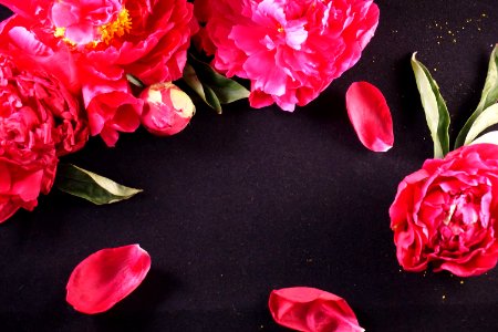 Flower, Flowering Plant, Pink, Plant