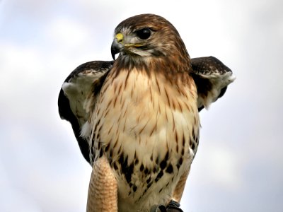 Hawk, Bird, Bird Of Prey, Beak