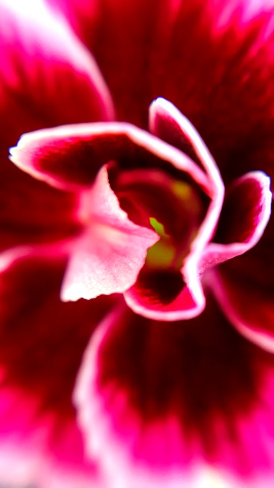 Flower, Pink, Magenta, Petal