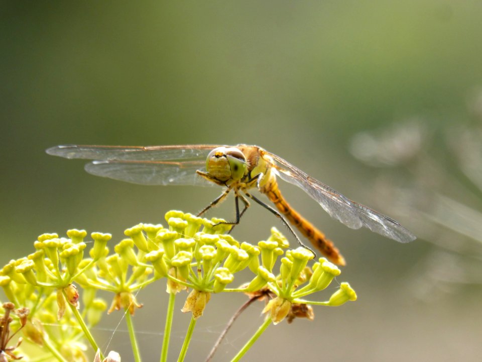 Insect, Dragonfly, Dragonflies And Damseflies, Invertebrate