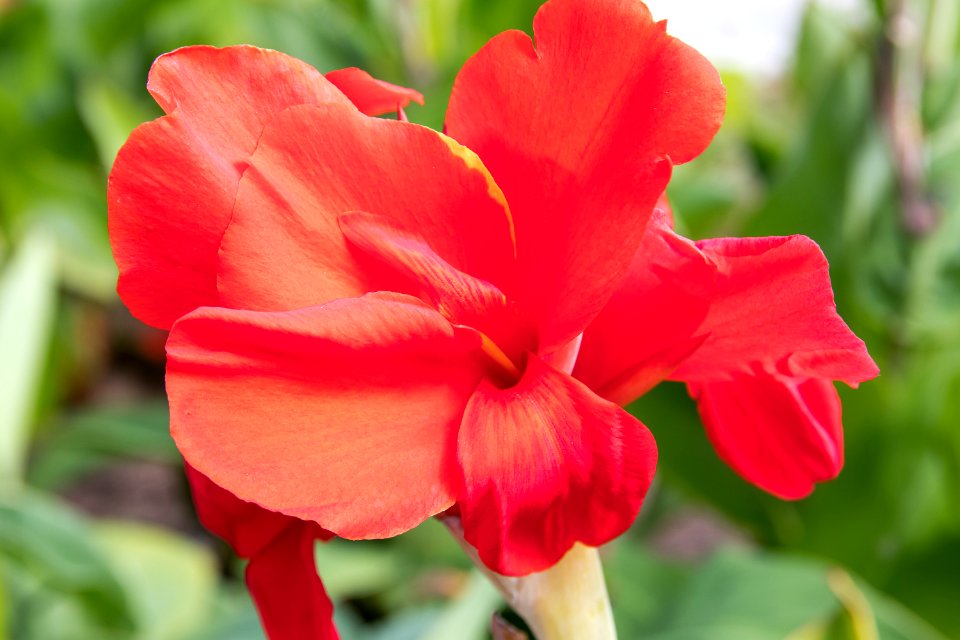 Flower, Plant, Flora, Flowering Plant