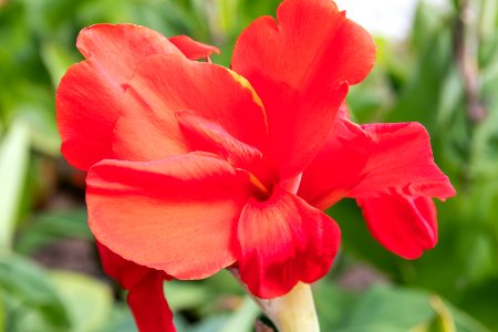 Flower, Plant, Flora, Flowering Plant
