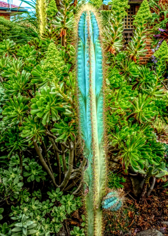 Plant, Vegetation, Flora, Hedgehog Cactus