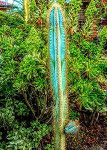 Plant, Vegetation, Flora, Hedgehog Cactus photo