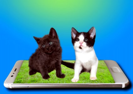 Cat, Small To Medium Sized Cats, Cat Like Mammal, Whiskers photo