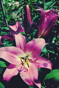 Flower, Lily, Plant, Flowering Plant photo