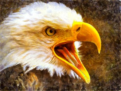 Beak, Bird, Bird Of Prey, Eagle