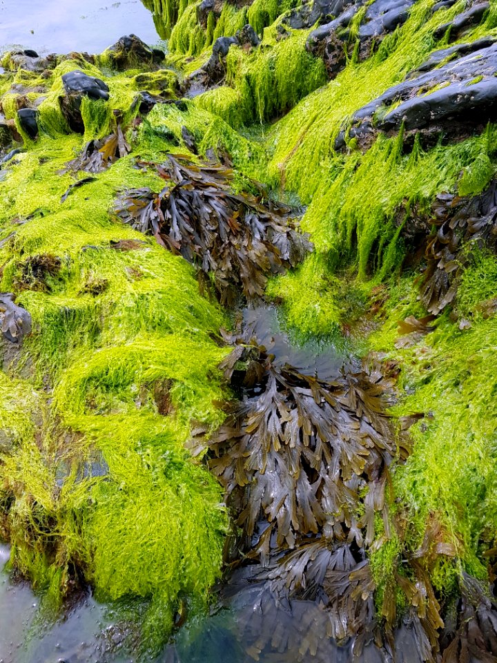 Vegetation, Nature Reserve, Moss, Water