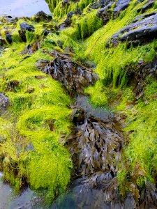 Vegetation, Nature Reserve, Moss, Water