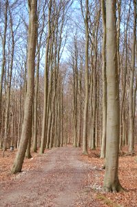 Tree, Woodland, Ecosystem, Path photo