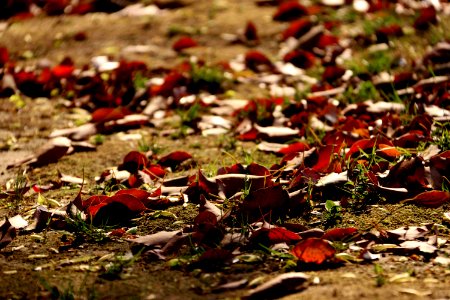 Leaf, Autumn, Deciduous, Flora