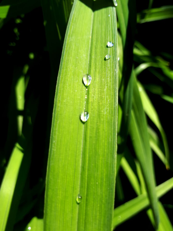 Leaf, Water, Dew, Moisture