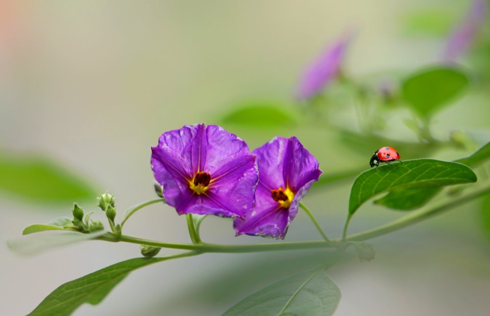 Flower, Flora, Plant, Wildflower