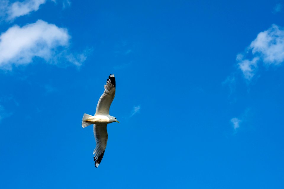 Sky, Beak, Daytime, Seabird
