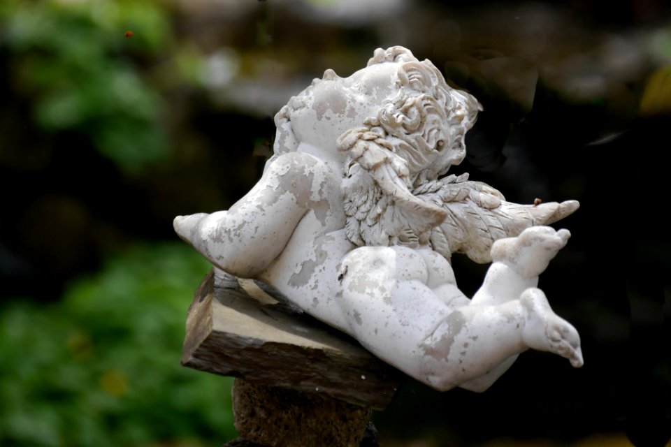 Fungus, Sculpture, Medicinal Mushroom, Oyster Mushroom