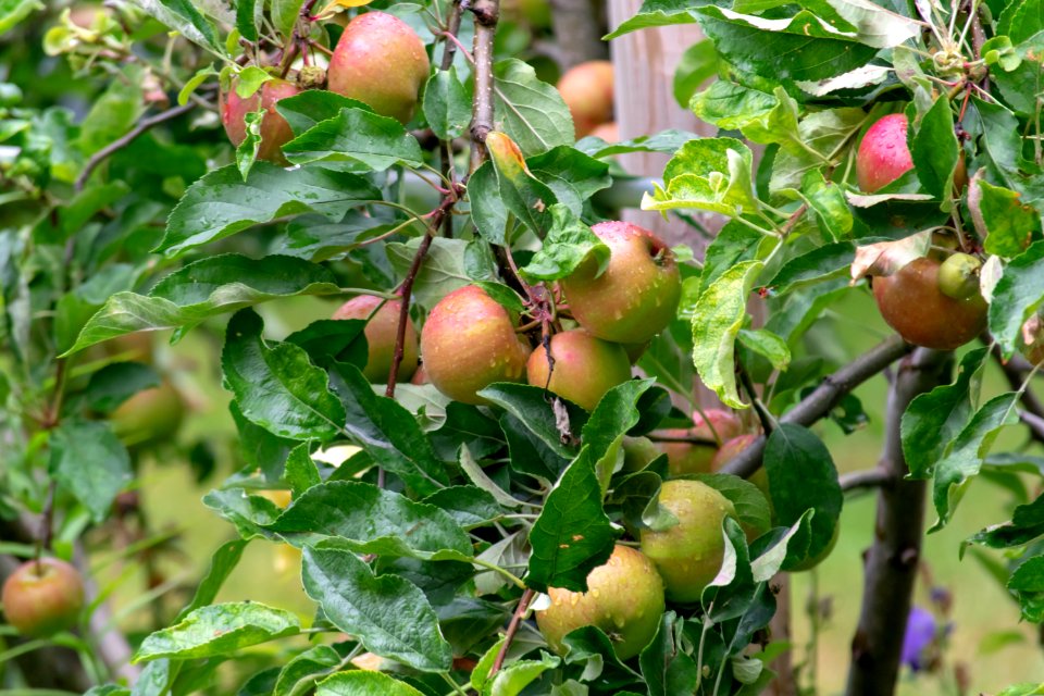 Fruit, Apple, Local Food, Fruit Tree