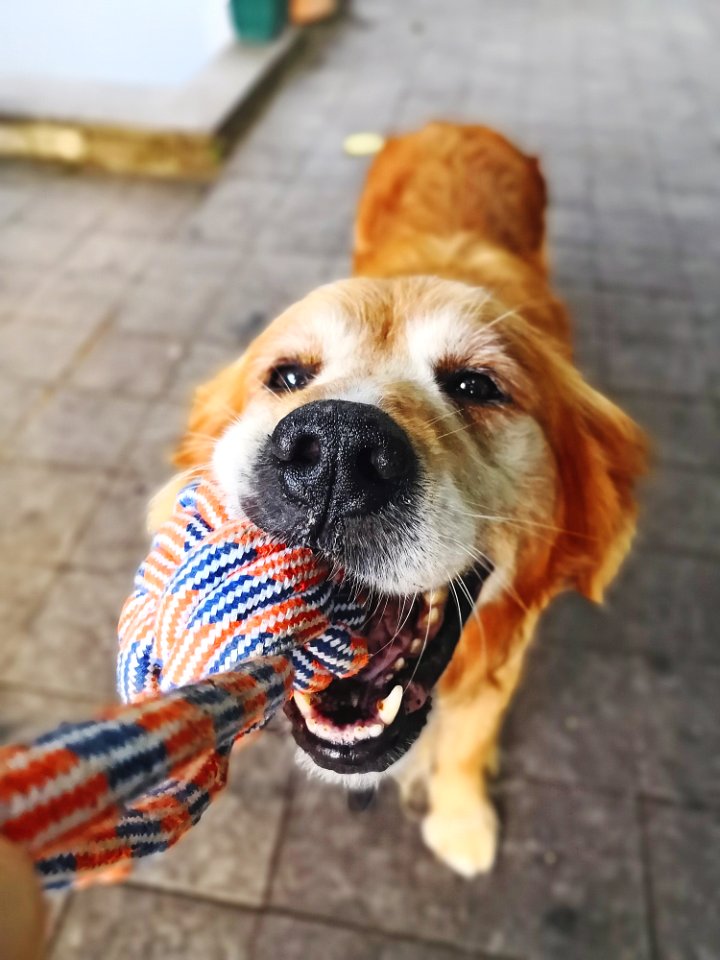 Dog, Dog Breed, Dog Like Mammal, Dog Breed Group