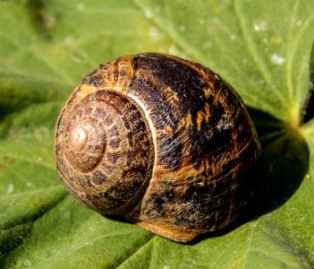 Snails And Slugs, Snail, Molluscs, Invertebrate