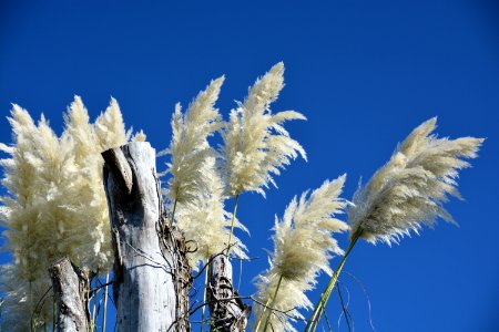 Sky, Frost, Phragmites, Grass Family photo