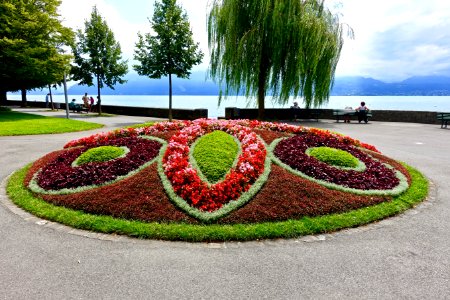 Plant, Flora, Garden, Flower