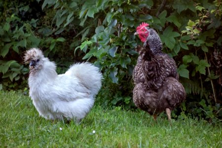 Chicken, Galliformes, Fowl, Bird