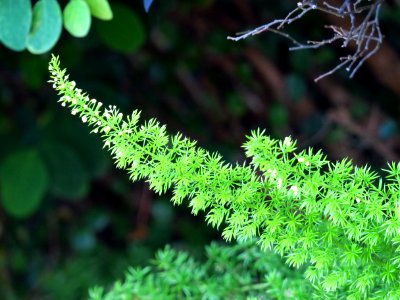 Vegetation, Plant, Leaf, Flora